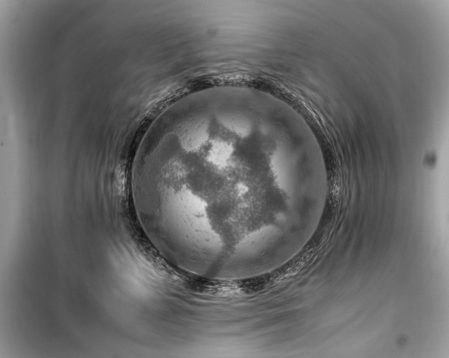 X0000099530715200805161212