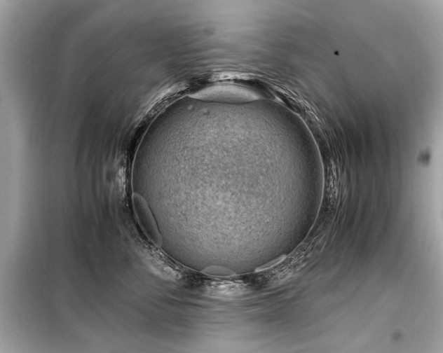 X0000099530716200805161212