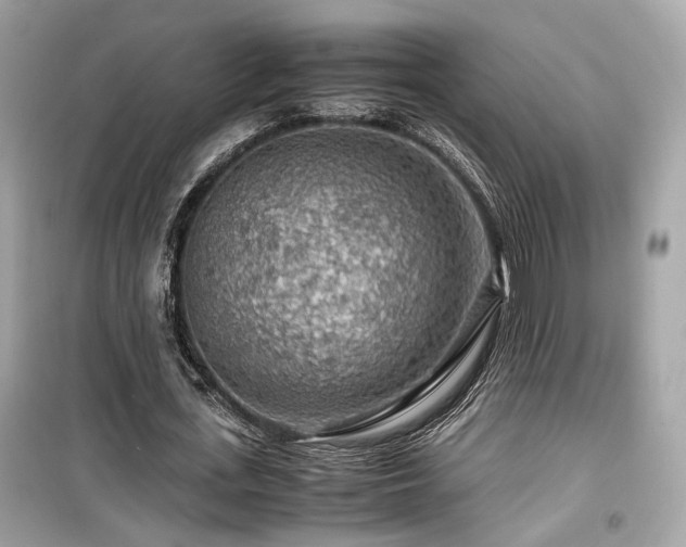 X0000099530723200805161211