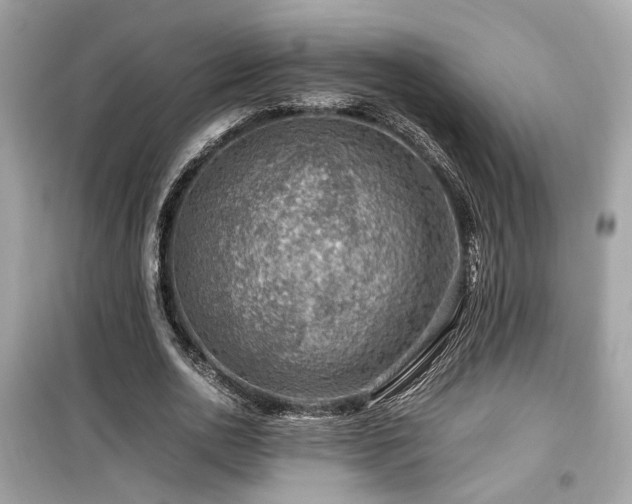 X0000099530726200805161211