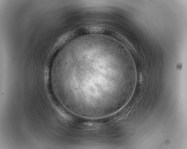 X0000099530733200805161211