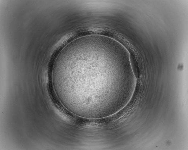 X0000099530734200805161211