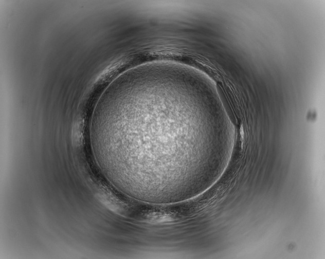 X0000099530735200805161211