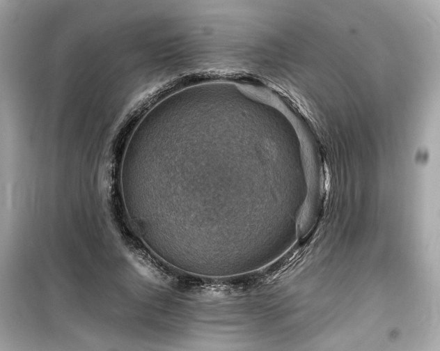 X0000099530736200805161211