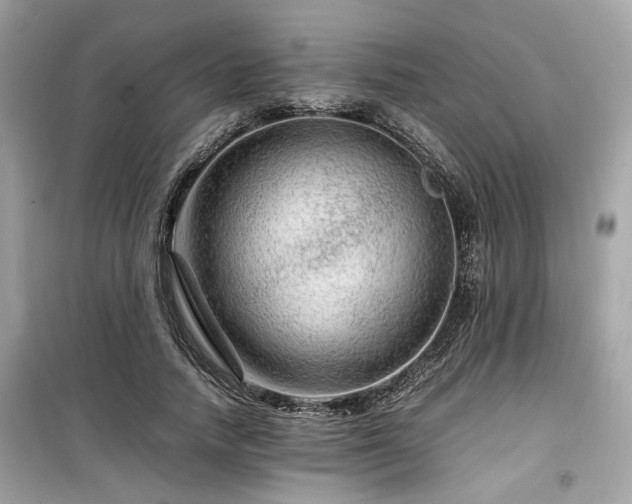 X0000099530738200805161211