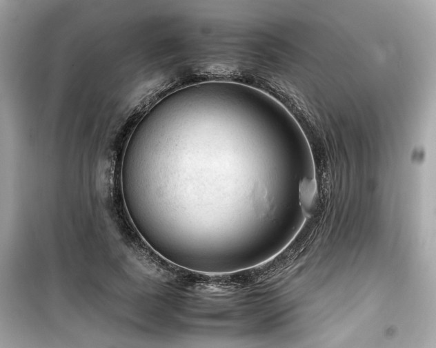 X0000099530739200805161211