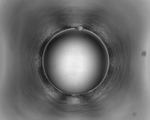 X0000099530743200805161211