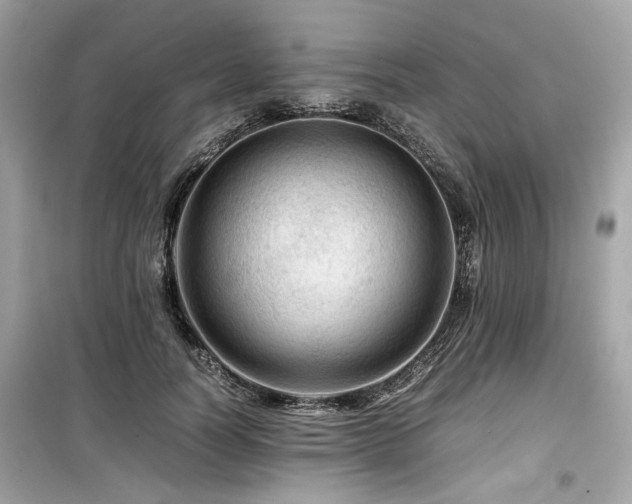 X0000099530746200805161211