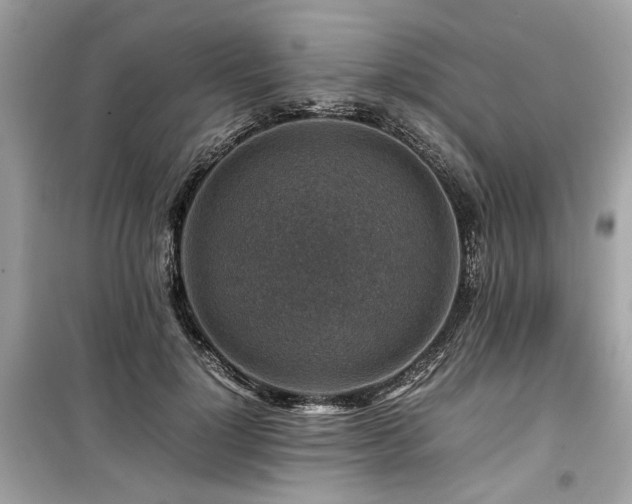 X0000099530748200805161211