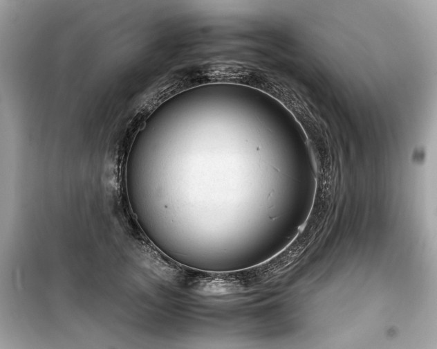 X0000099530755200805161211