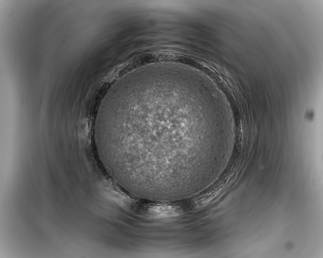 X0000099530759200805161211
