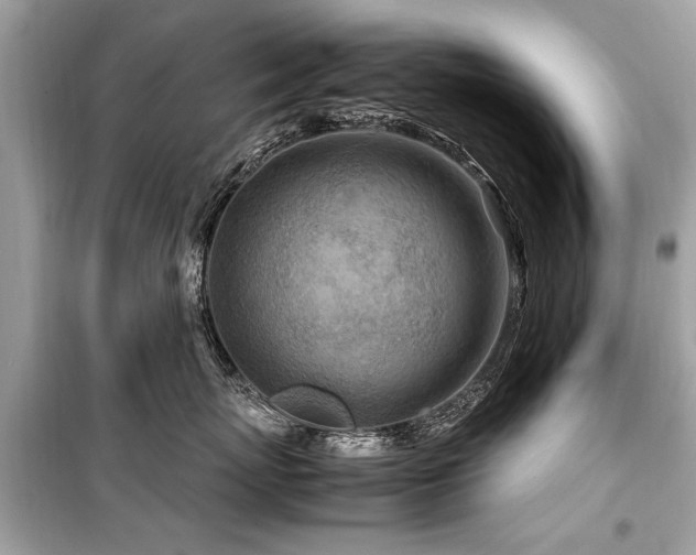X0000099530767200805161211