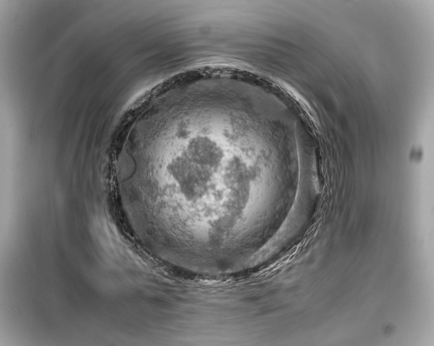 X0000099530775200805161210