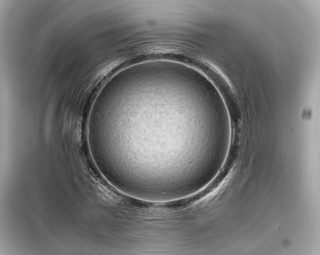 X0000099530777200805161210