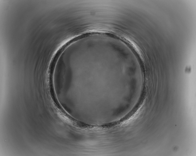 X0000099530779200805161210