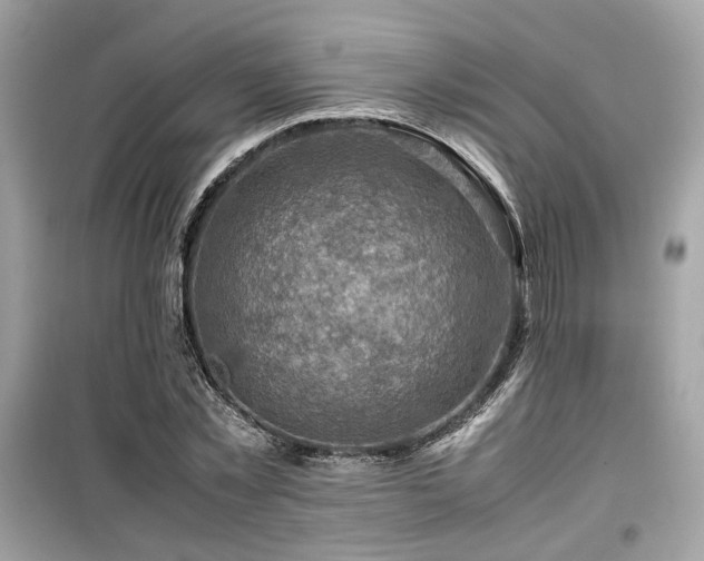 X0000099530781200805161210