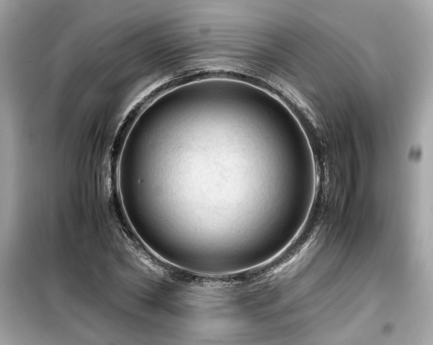 X0000099530782200805161210