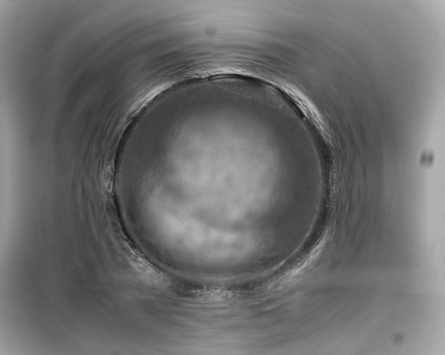 X0000099530785200805161210