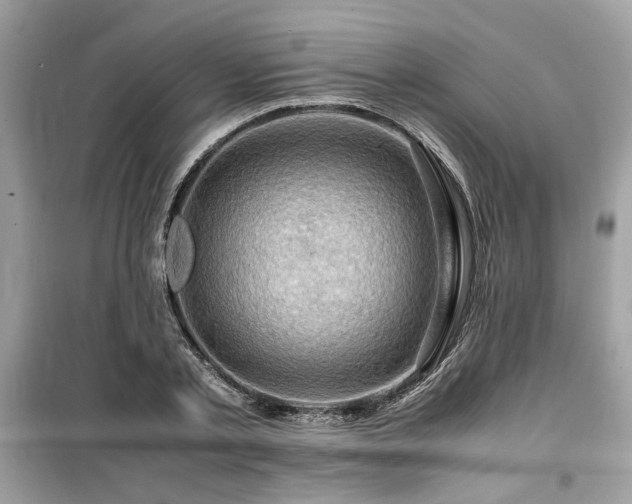 X0000099530789200805161210