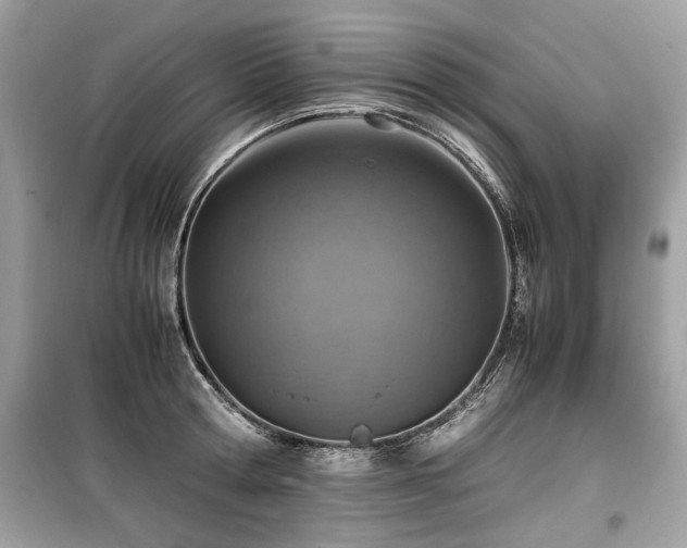 X0000099530802200805161210