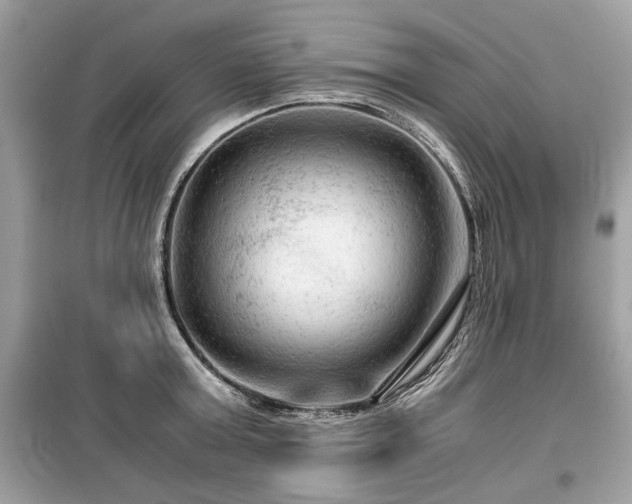 X0000099530803200805161210