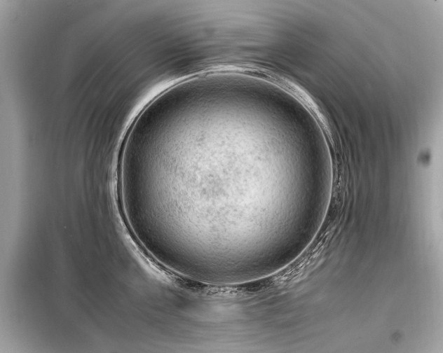 X0000099530811200805161210