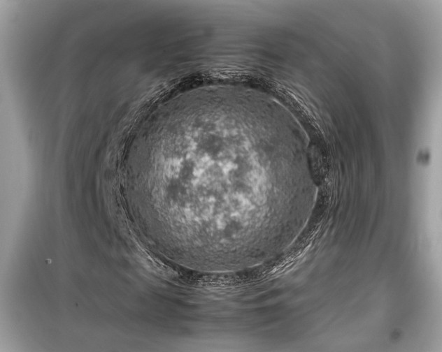 X0000099530817200805161209
