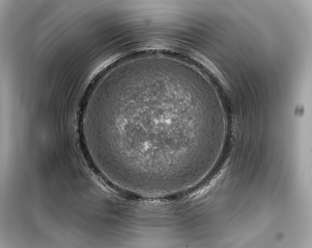 X0000099530826200805161209