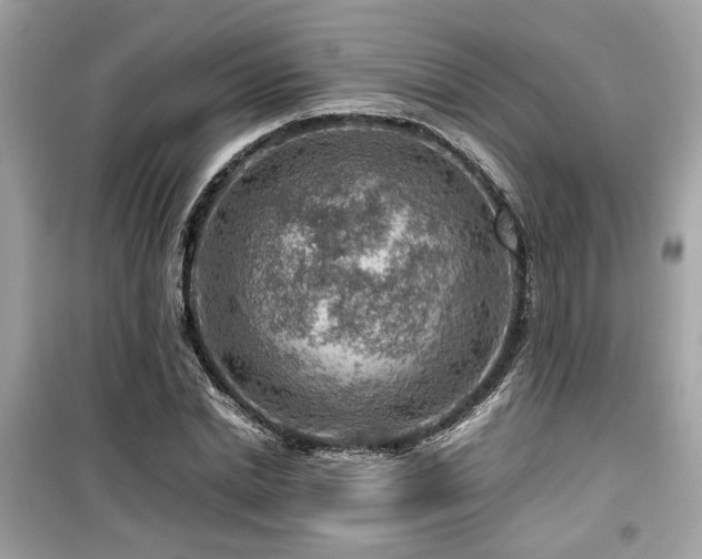 X0000099530830200805161209