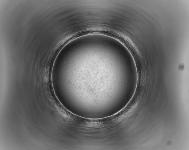 X0000099530833200805161209