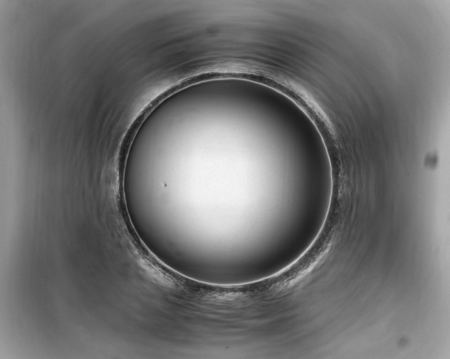 X0000099530837200805161209
