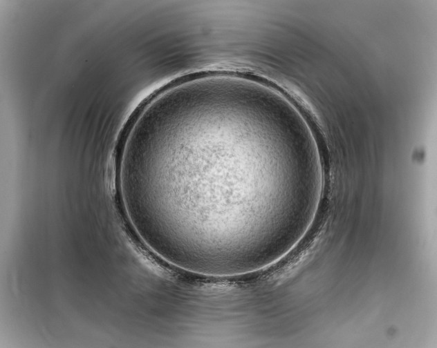 X0000099530838200805161209
