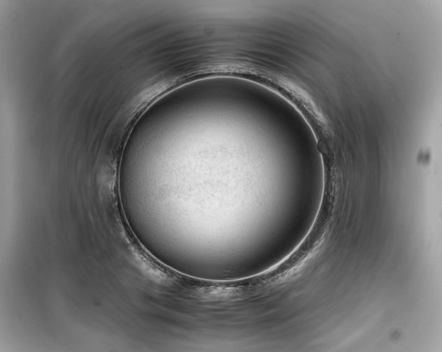 X0000099530841200805161209