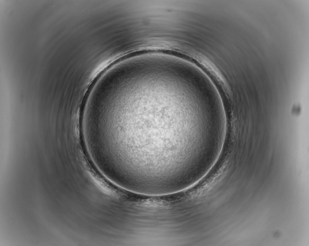 X0000099530842200805161209