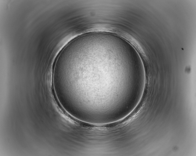 X0000099530844200805161209