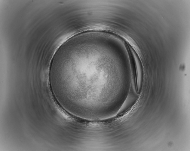 X0000099530850200805161209