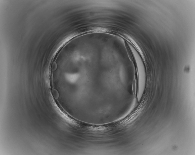 X0000099530851200805161210