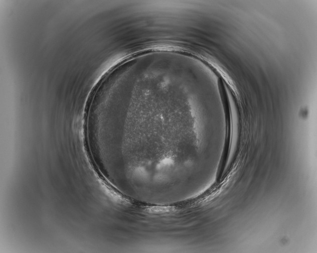 X0000099530853200805161210