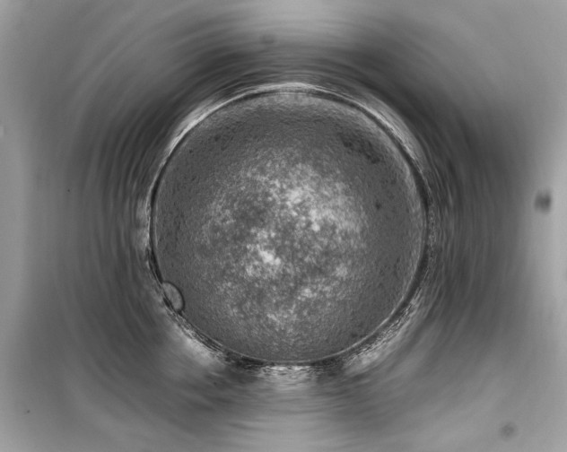 X0000099530858200805161210