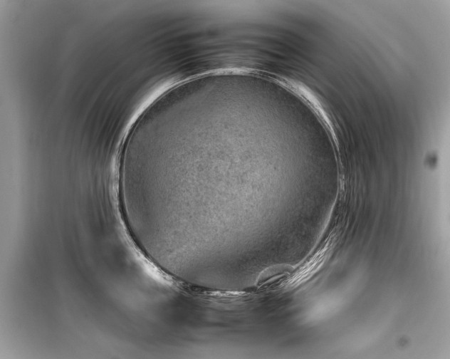 X0000099530859200805161210