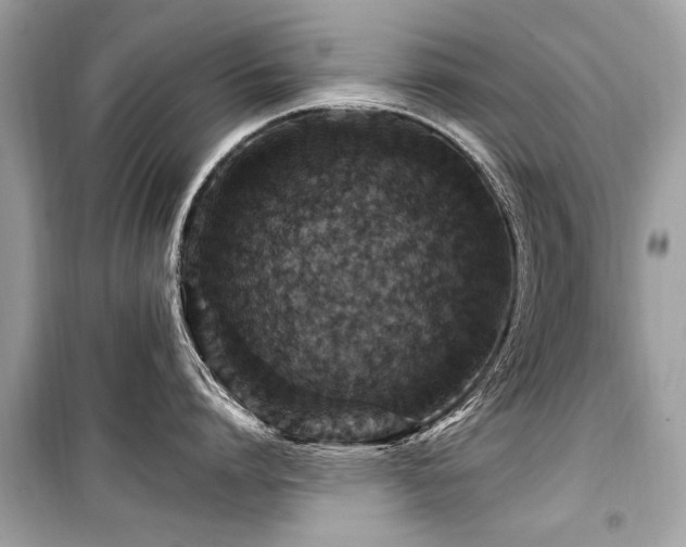 X0000099530864200805161210