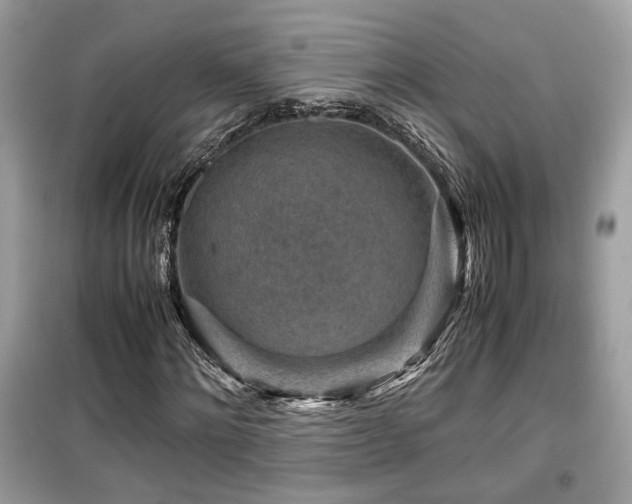 X0000099530868200805161209
