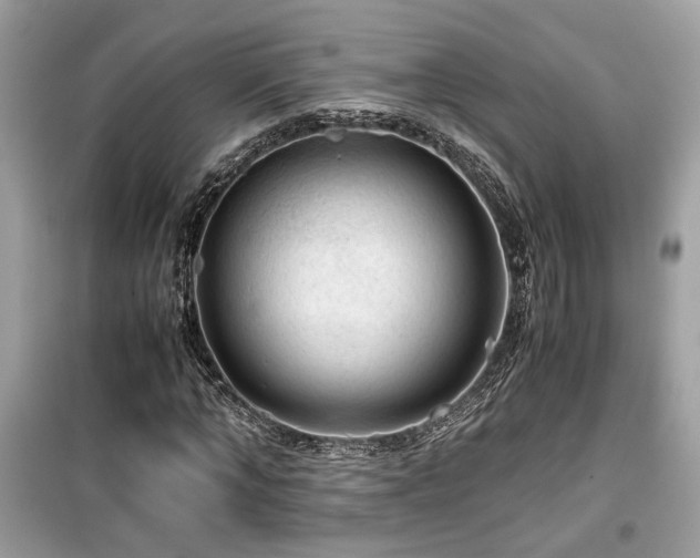 X0000099530870200805161209