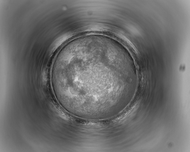 X0000099530874200805161209