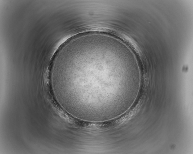 X0000099530875200805161209