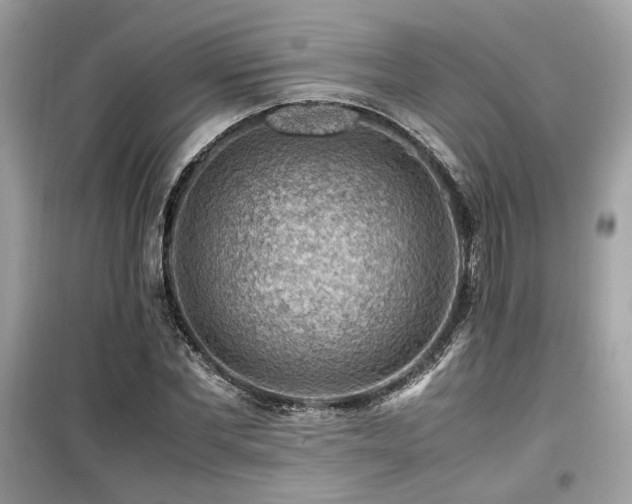 X0000099530877200805161209