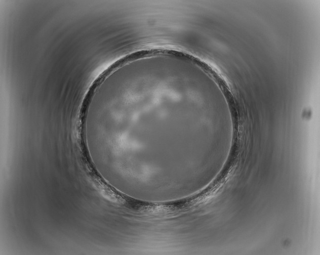 X0000099530879200805161209