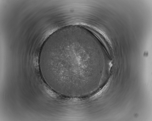 X0000099530881200805161209