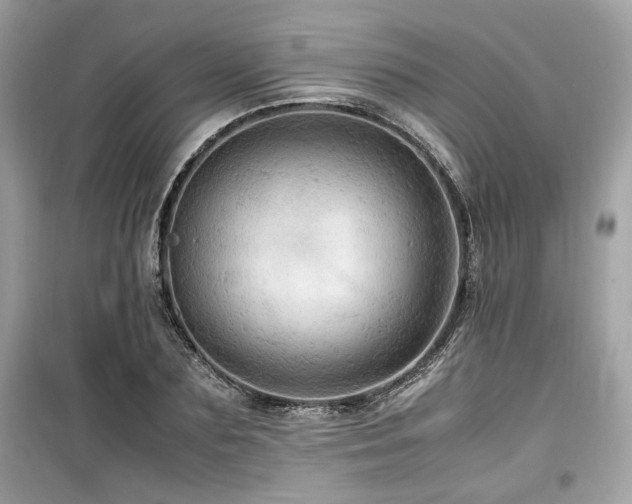 X0000099530883200805161209