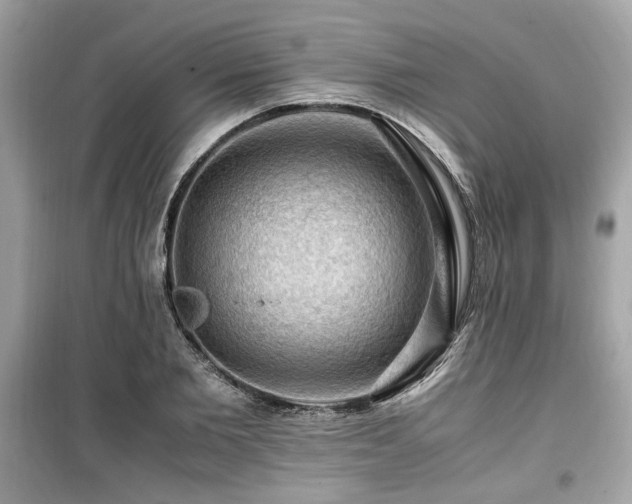 X0000099530885200805161209